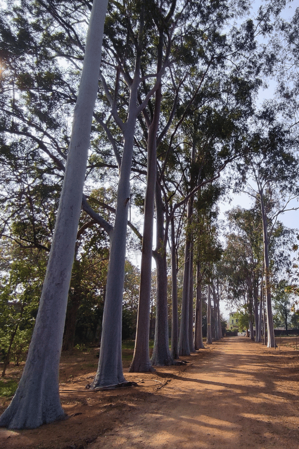 Eucalyptus Trees at Sett Heritage Residency